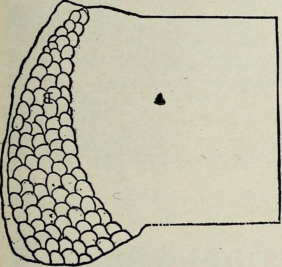 An illustration from Ohio archæological and historical quarterly, 1887, leaf 486