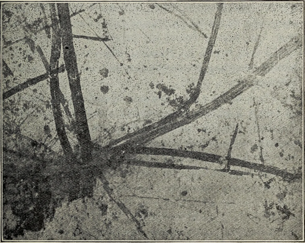 An illustration from Ohio archæological and historical quarterly, 1887, leaf 488