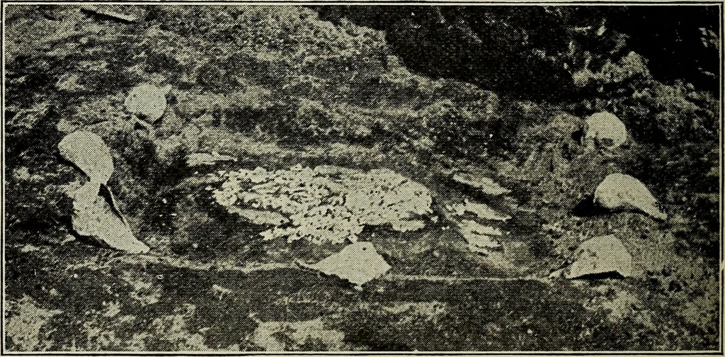 An illustration from Ohio archæological and historical quarterly, 1887, leaf 509