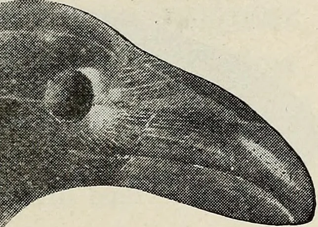 An illustration from Ohio archæological and historical quarterly, 1887, leaf 530