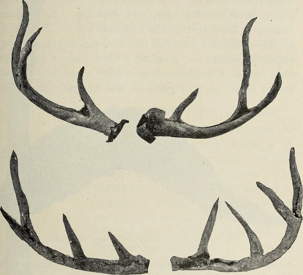 An illustration from Ohio archæological and historical quarterly, 1887, leaf 558