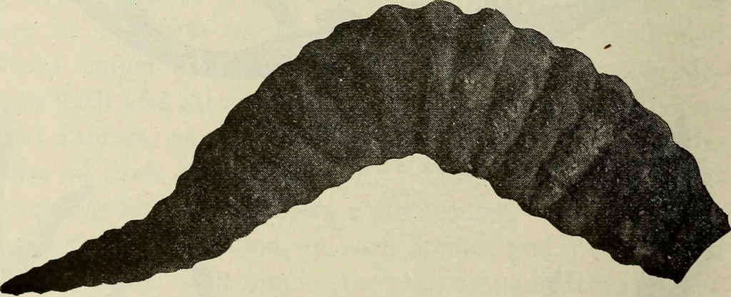 An illustration from Ohio archæological and historical quarterly, 1887, leaf 559