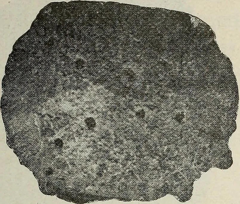 An illustration from Ohio archæological and historical quarterly, 1887, leaf 564
