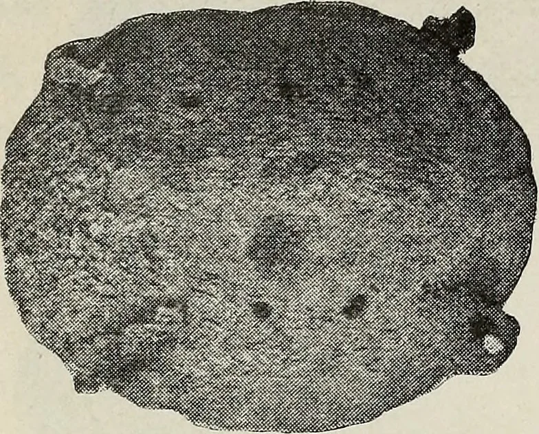 An illustration from Ohio archæological and historical quarterly, 1887, leaf 564