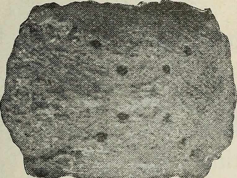 An illustration from Ohio archæological and historical quarterly, 1887, leaf 564