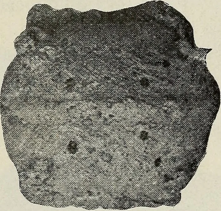 An illustration from Ohio archæological and historical quarterly, 1887, leaf 564