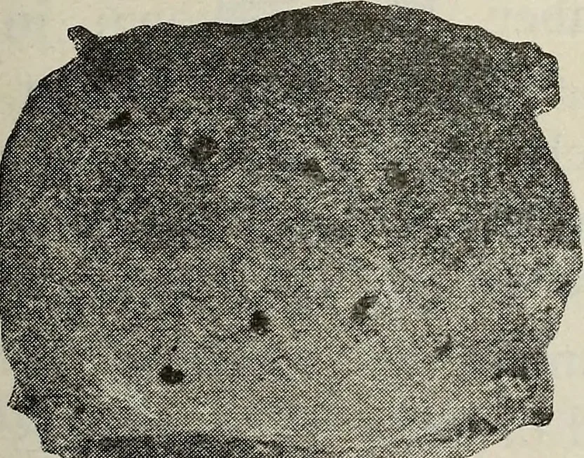 An illustration from Ohio archæological and historical quarterly, 1887, leaf 564