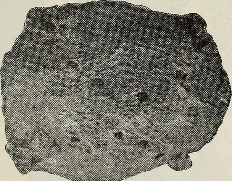 An illustration from Ohio archæological and historical quarterly, 1887, leaf 564