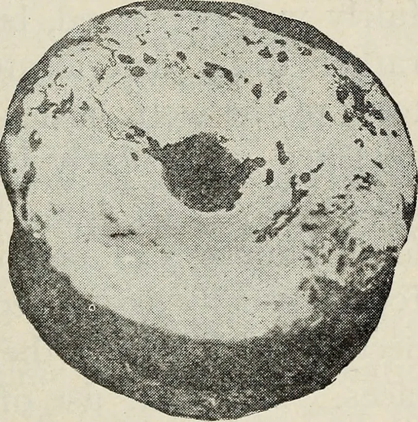 An illustration from Ohio archæological and historical quarterly, 1887, leaf 568