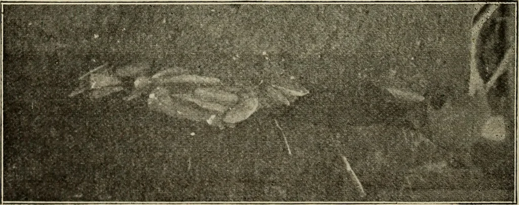 An illustration from Ohio archæological and historical quarterly, 1887, leaf 583