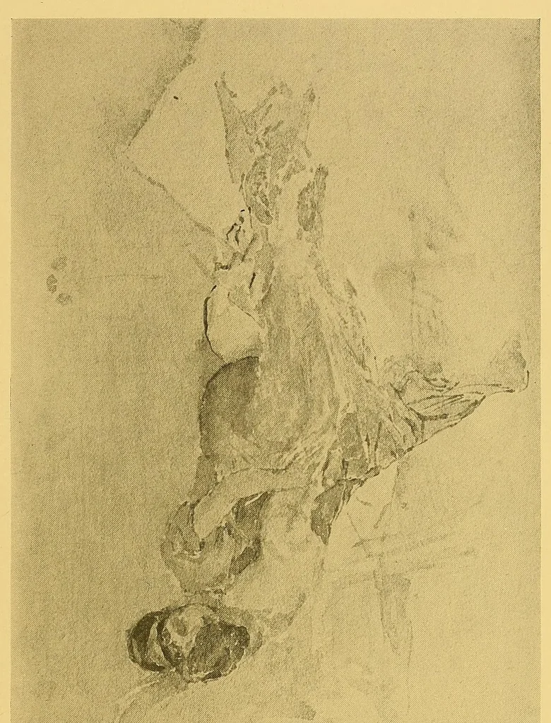 An illustration from Oils, water colors, pastels & drawings by James McNeill Whistler, 1911, leaf 33