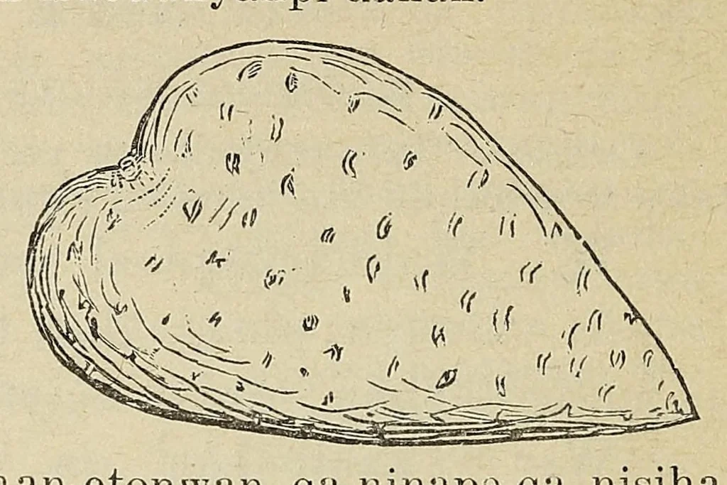 An illustration from Okodakigiye wakan wiwigawangapi iteowapi yukan, 1896, leaf 70