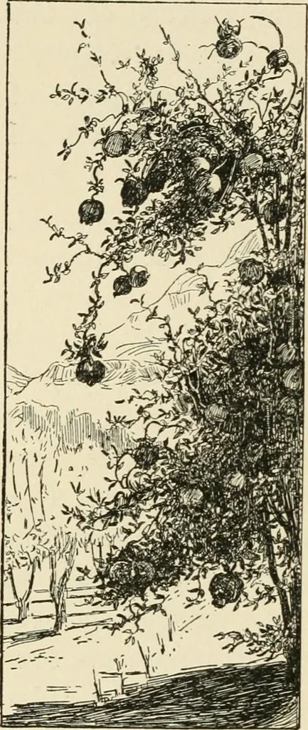 An illustration from Old Cape Colony; a chronicle of her men and houses from 1652-1806, 1903, leaf 209