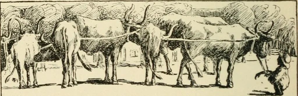An illustration from Old Cape Colony; a chronicle of her men and houses from 1652-1806, 1903, leaf 321