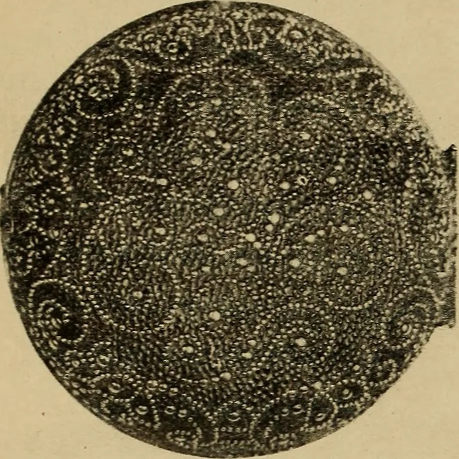 An illustration from Old clocks and watches & their makers : being an historical and descriptive account of the different styles of clocks and watches of the past, in England and abroad, to which is added a list of nearly twelve thousand makers, 1922, leaf 223