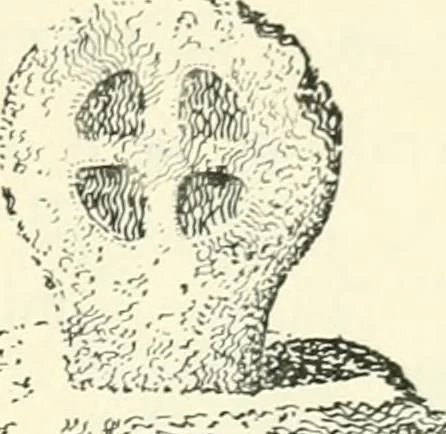 An illustration from Old Cornish crosses, 1896, leaf 114
