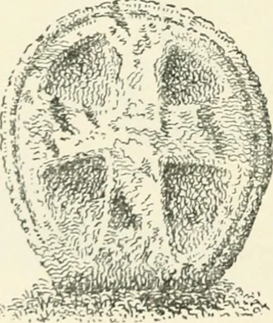 An illustration from Old Cornish crosses, 1896, leaf 117