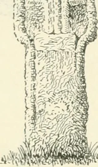 An illustration from Old Cornish crosses, 1896, leaf 119