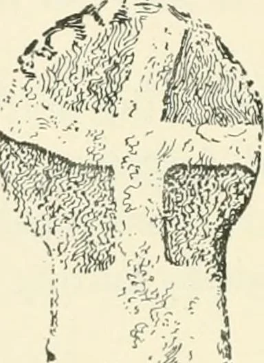 An illustration from Old Cornish crosses, 1896, leaf 127