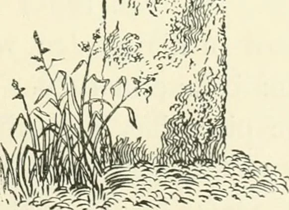 An illustration from Old Cornish crosses, 1896, leaf 180