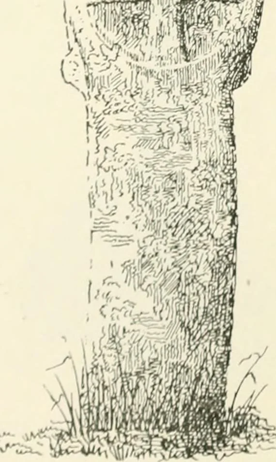 An illustration from Old Cornish crosses, 1896, leaf 193
