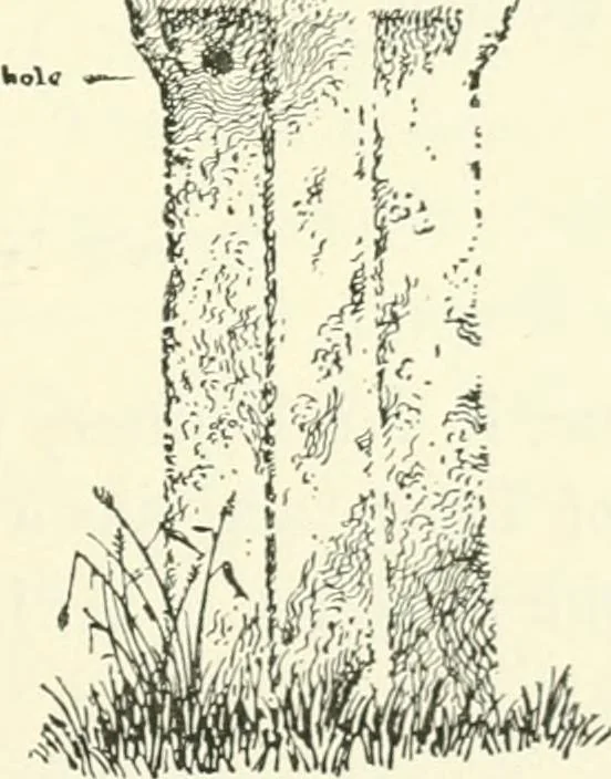 An illustration from Old Cornish crosses, 1896, leaf 322