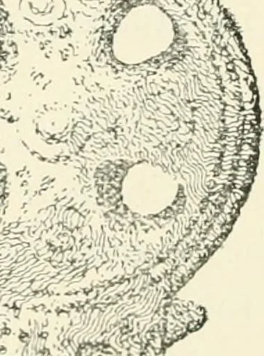 An illustration from Old Cornish crosses, 1896, leaf 359