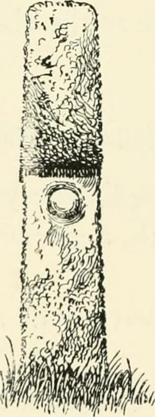 An illustration from Old Cornish crosses, 1896, leaf 371
