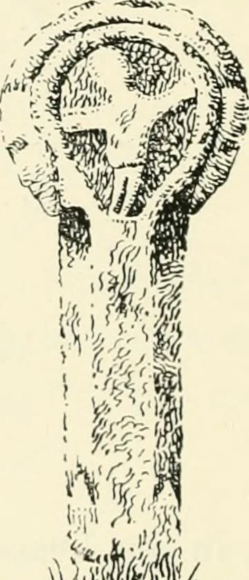 An illustration from Old Cornish crosses, 1896, leaf 385
