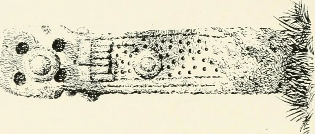 An illustration from Old Cornish crosses, 1896, leaf 401