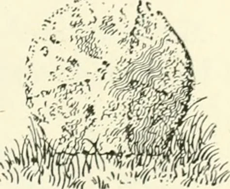 An illustration from Old Cornish crosses, 1896, leaf 80