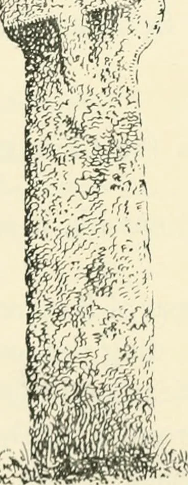 An illustration from Old Cornish crosses, 1896, leaf 83