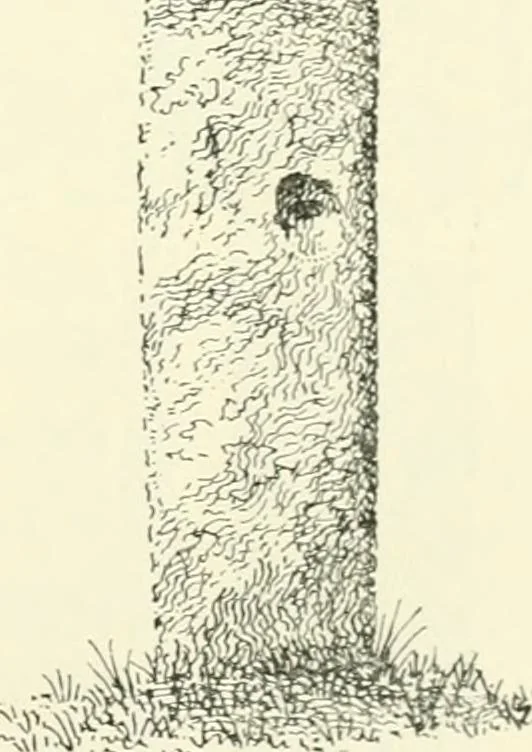 An illustration from Old Cornish crosses, 1896, leaf 96