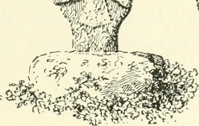 An illustration from Old Cornish crosses, 1896, leaf 98
