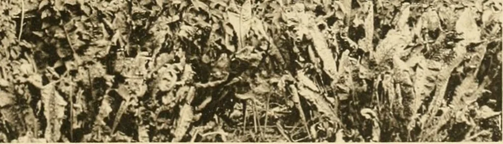 An illustration from Old cottages & farm-houses in Surrey / illustrated on one hundred collotype plates from photographs specially taken by W. Galsworthy Davie, with an introduction and numerous sketches by W. Curtis Green, 1908, leaf 212