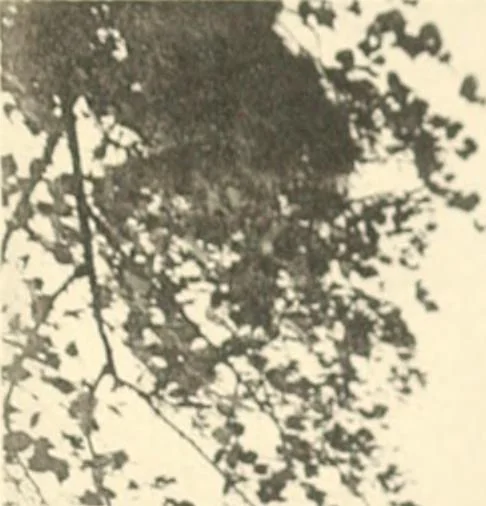 An illustration from Old cottages and farmhouses in Kent and Sussex, 1900, leaf 226