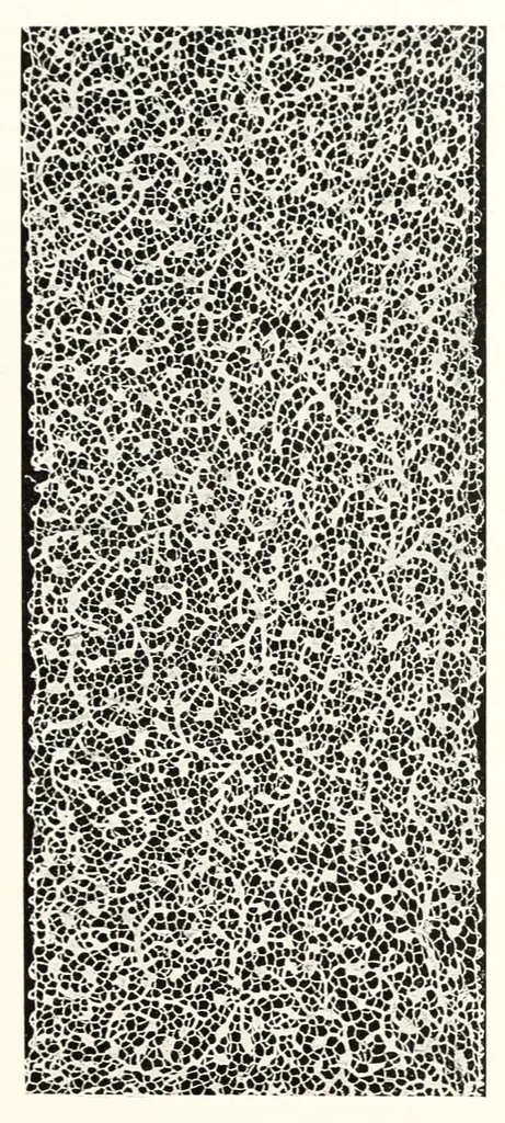 An illustration from Old lace, a handbook for collectors; an account of the different styles of lace, their history, characteristics & manufacture, 1909, leaf 108