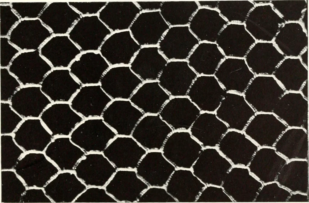 An illustration from Old lace, a handbook for collectors; an account of the different styles of lace, their history, characteristics & manufacture, 1909, leaf 242