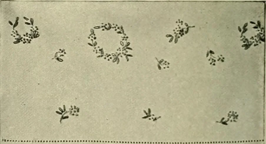 An illustration from Old and new designs in crochet work, 1900, leaf 23