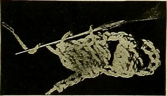 An illustration from Old and new designs in crochet work, 1900, leaf 8