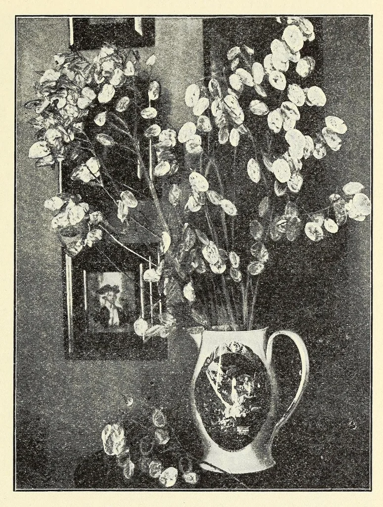 An illustration from Old time gardens, newly set forth, 1901, leaf 239