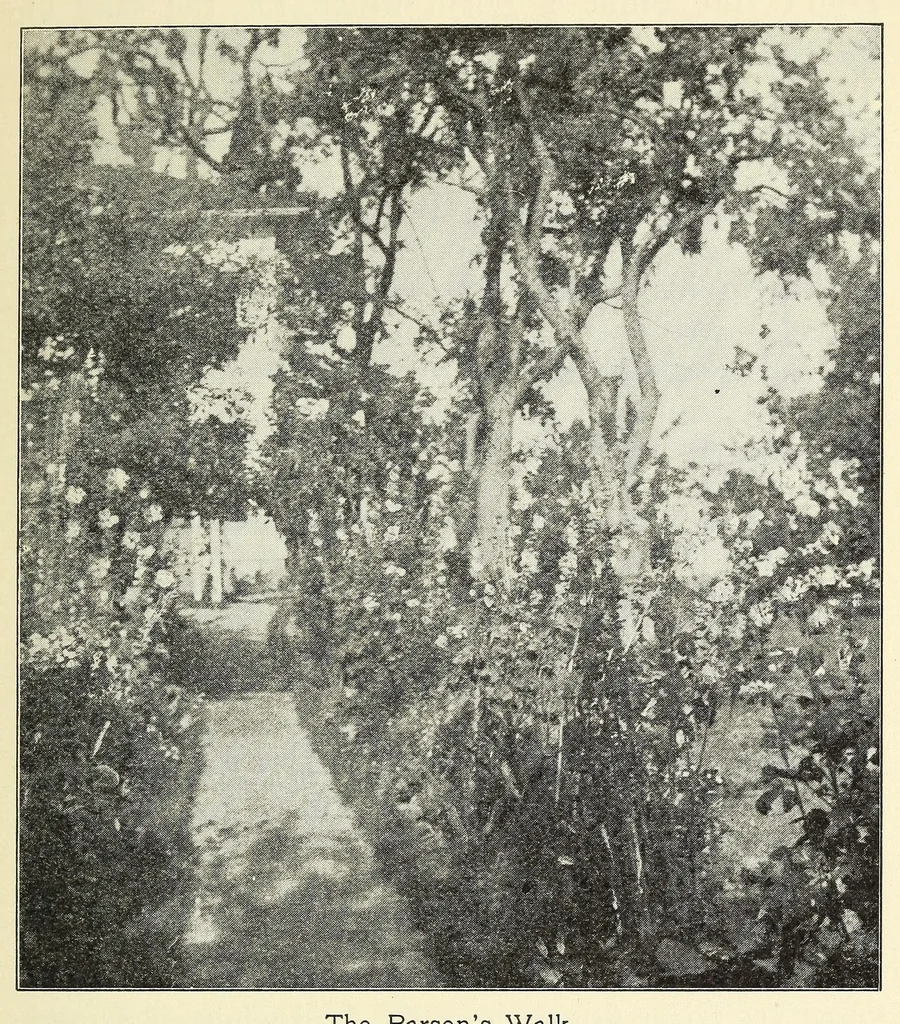 An illustration from Old time gardens, newly set forth, 1901, leaf 303