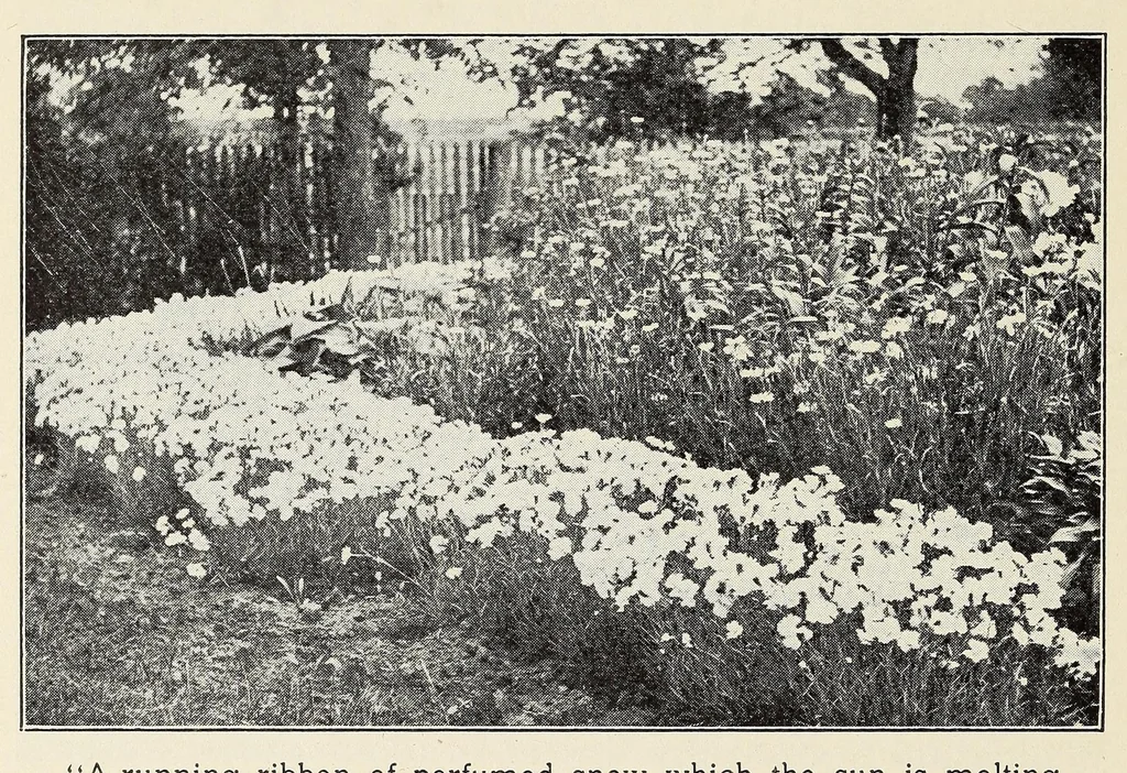 An illustration from Old time gardens, newly set forth, 1901, leaf 378