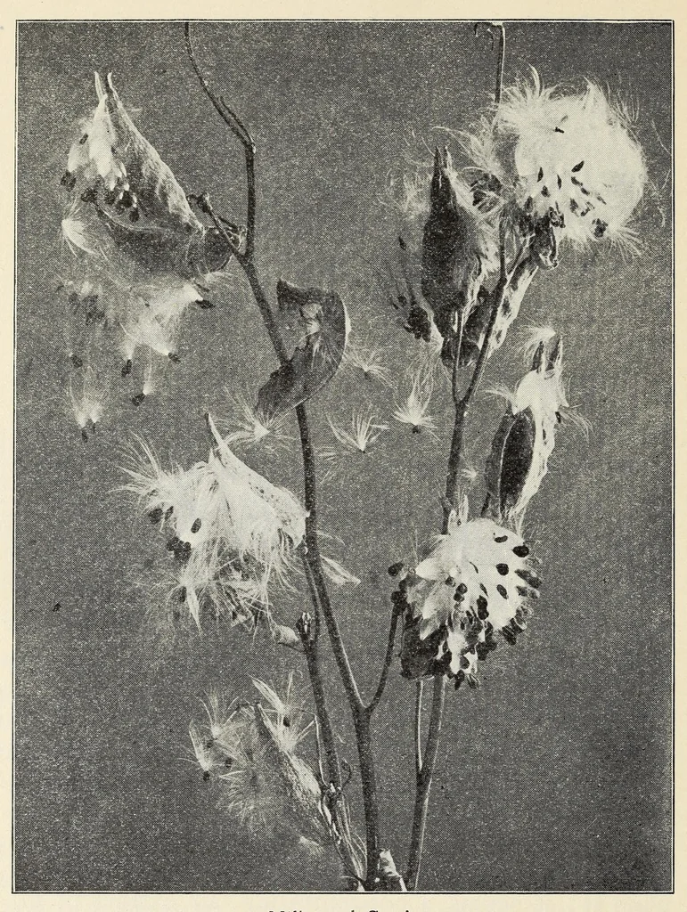 An illustration from Old time gardens, newly set forth, 1901, leaf 420