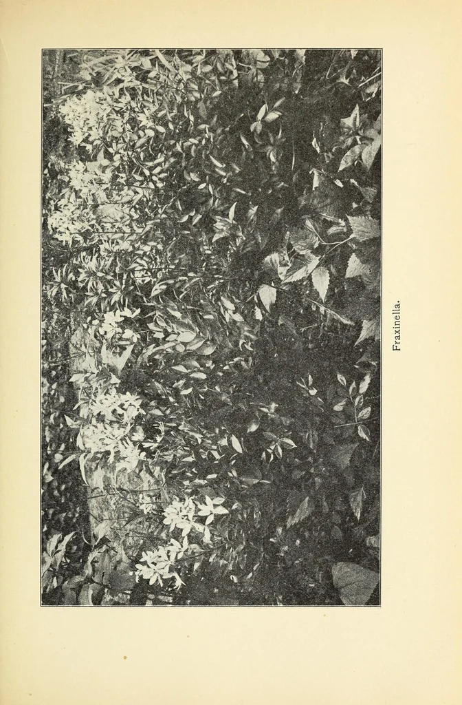 An illustration from Old time gardens, newly set forth, 1901, leaf 555
