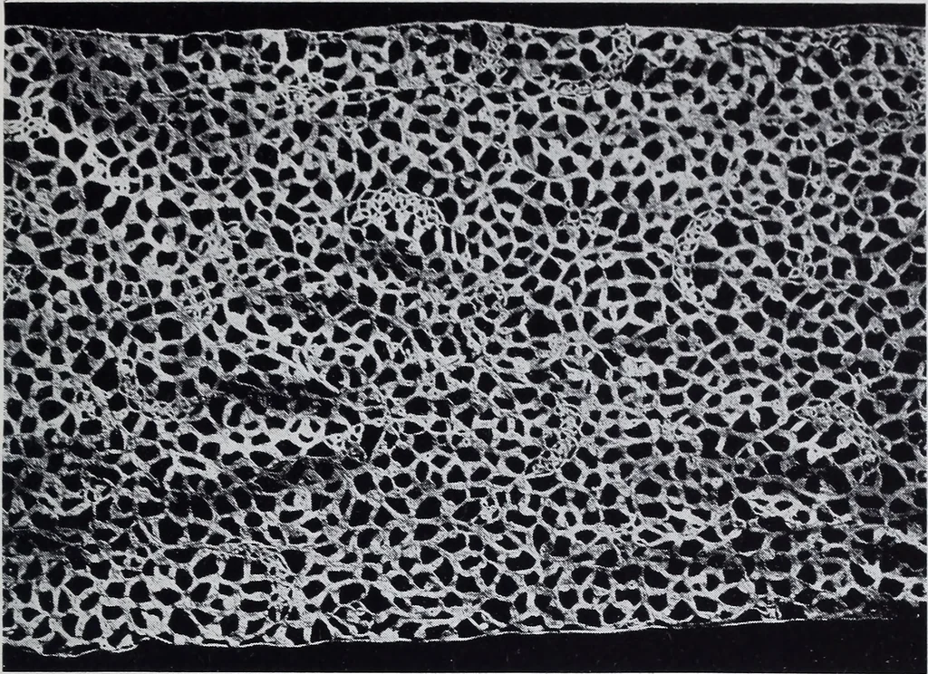 An illustration from Old world lace; or, A guide for the lace lover, 1920, leaf 28