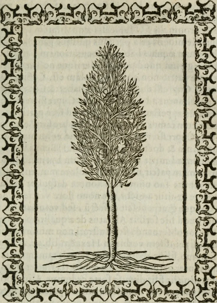 An illustration from Omnia Andreae Alciati v. c. emblemata : cum commentariis, quibus emblematum omnium aperta origine, mens authoris explicatur, & obscura omnia dubiaque illustrantur, 1583, leaf 652
