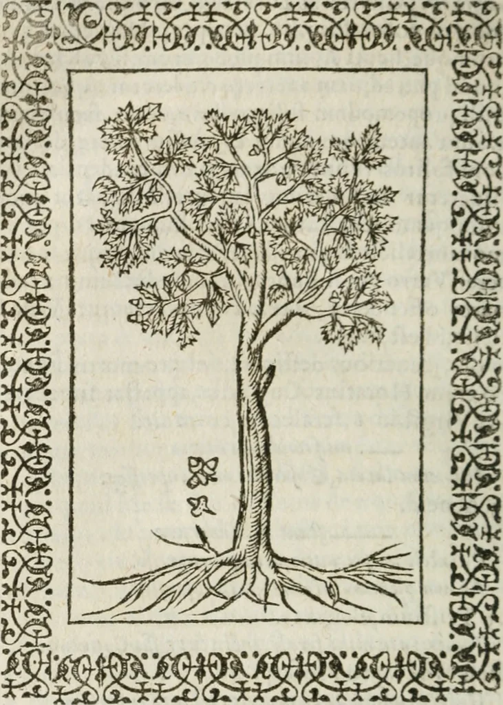 An illustration from Omnia Andreae Alciati v. c. emblemata : cum commentariis, quibus emblematum omnium aperta origine, mens authoris explicatur, & obscura omnia dubiaque illustrantur, 1583, leaf 655