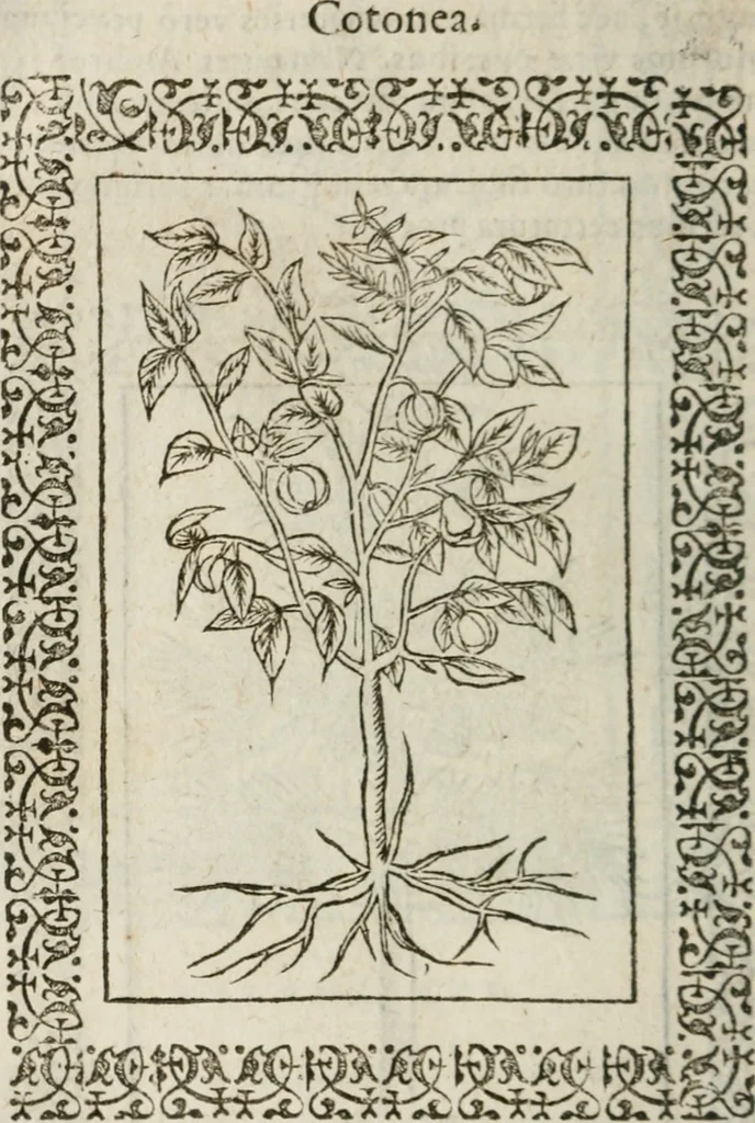 An illustration from Omnia Andreae Alciati v. c. emblemata : cum commentariis, quibus emblematum omnium aperta origine, mens authoris explicatur, & obscura omnia dubiaque illustrantur, 1583, leaf 661