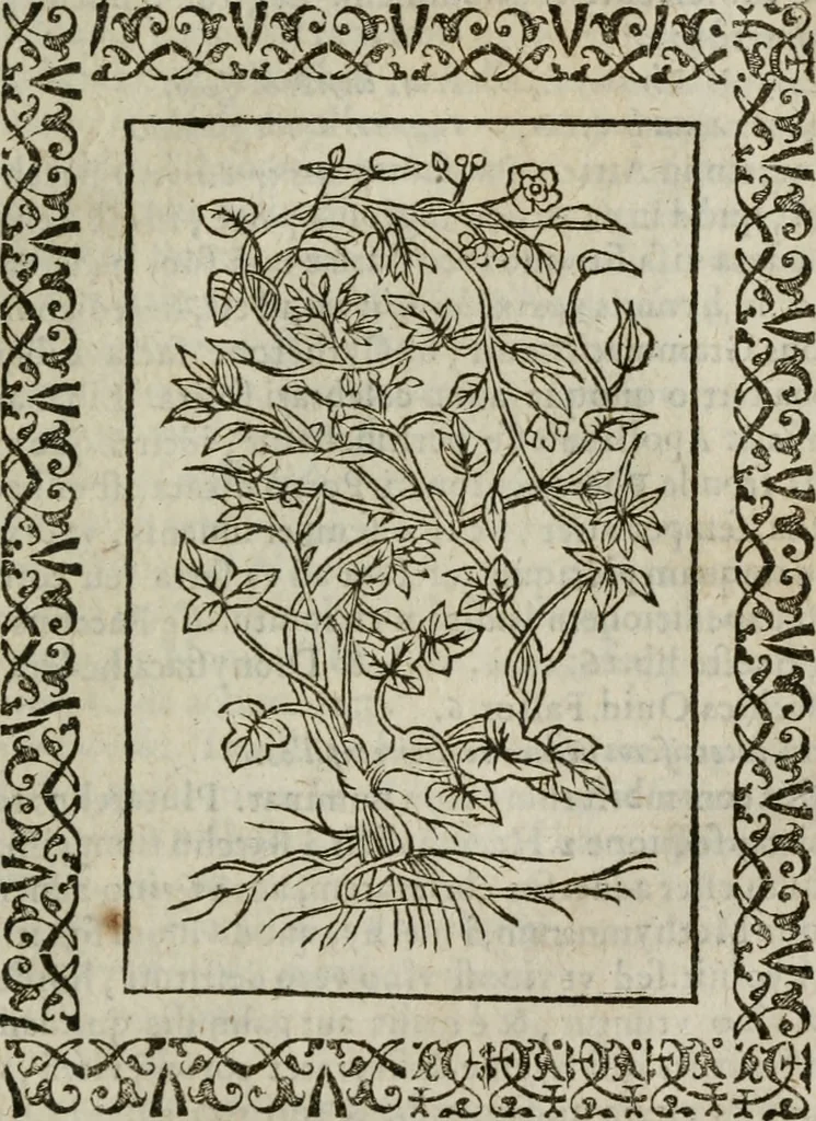 An illustration from Omnia Andreae Alciati v. c. emblemata : cum commentariis, quibus emblematum omnium aperta origine, mens authoris explicatur, & obscura omnia dubiaque illustrantur, 1583, leaf 662